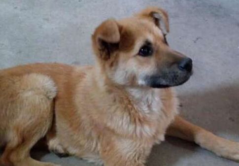 IBSS puppies in good hands, actions taken for the welfare of small animals